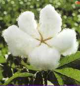 cotton gossypium