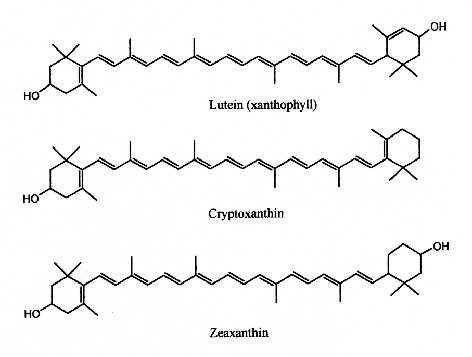 carotenoids xanthophylls