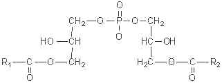 phosphatidylglycerol structure