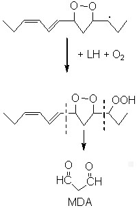 wpeC.jpg (7635 octets)