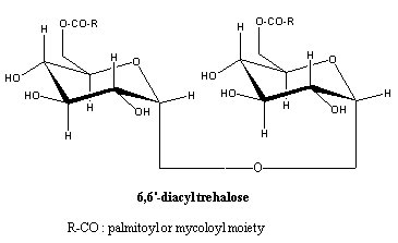 diacyl trehalose