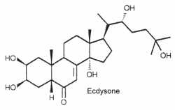 Ecdysteroids : ecdysone