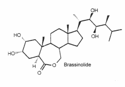 Brassinosteroids : brassinolide