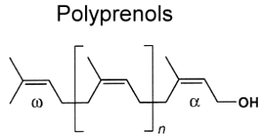 polyprenol structure