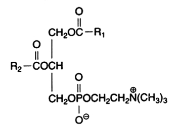 choline glycerophospholipid