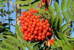 Sorbus aucuparia fruit
