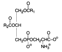 phosphatidylglycerol structure