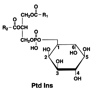 monophosphoinositide