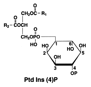 diphosphoinositide