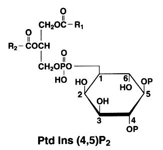 triphosphoinositide