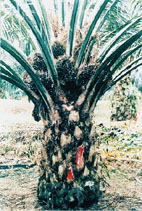 oil palm