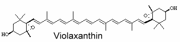 violaxanthin