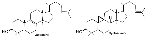 lanosterol, cycloartenol