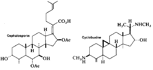 cephalosporin, cyclobucine