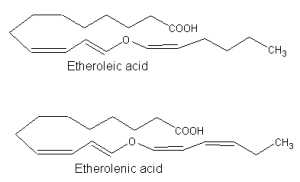 etheroleic etherolenic acids