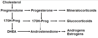 steroid pathway