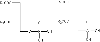 arsonolipids phospholipids