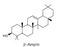 beta-amyrin