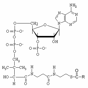 Fatty acyl-CoA ester