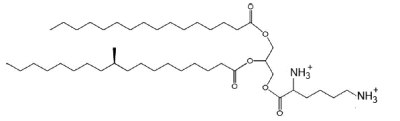 lysyl diacylglycerol