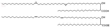 mycolic acid