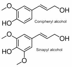 conipheryl, sinapyl alcohols